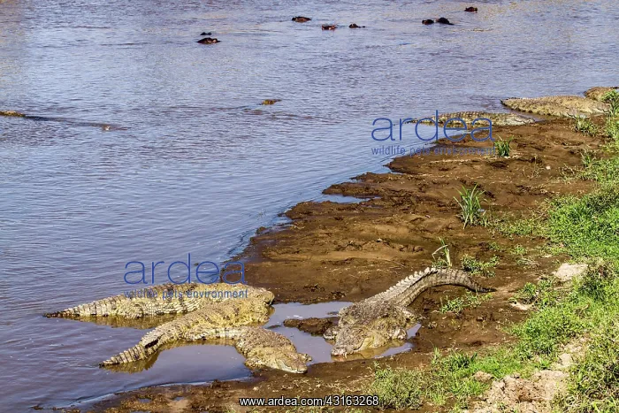 : Kenya, Masai-Mara game reserve, Nile crocodile (Crocodylus : Kenya, Masai-Mara game reserve, Nile crocodile (Crocodylus
