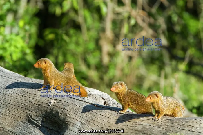 : Kenya, Masai-Mara game reserve, Dwarf mongoose (Helogale : Kenya, Masai-Mara game reserve, Dwarf mongoose (Helogale