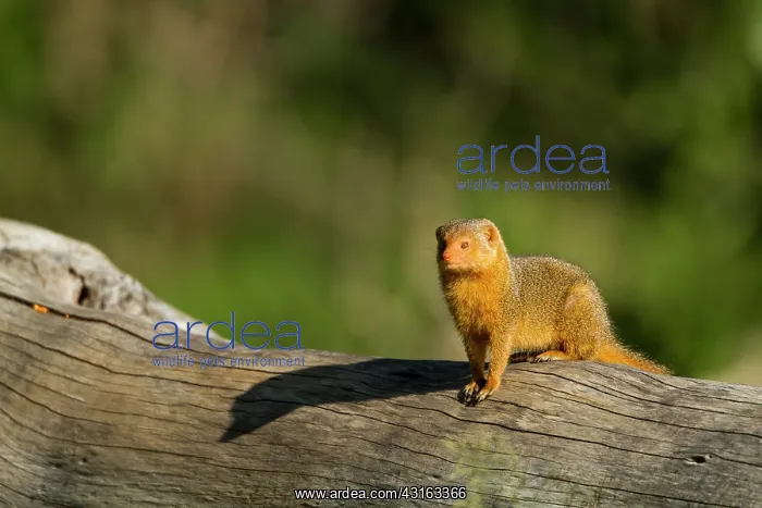 : Kenya, Masai-Mara game reserve, Dwarf mongoose (Helogale : Kenya, Masai-Mara game reserve, Dwarf mongoose (Helogale