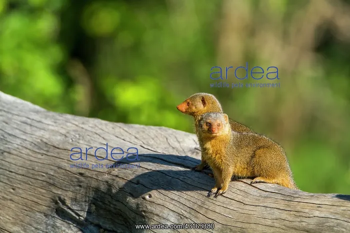 : Kenya, Masai-Mara game reserve, Dwarf mongoose (Helogale : Kenya, Masai-Mara game reserve, Dwarf mongoose (Helogale