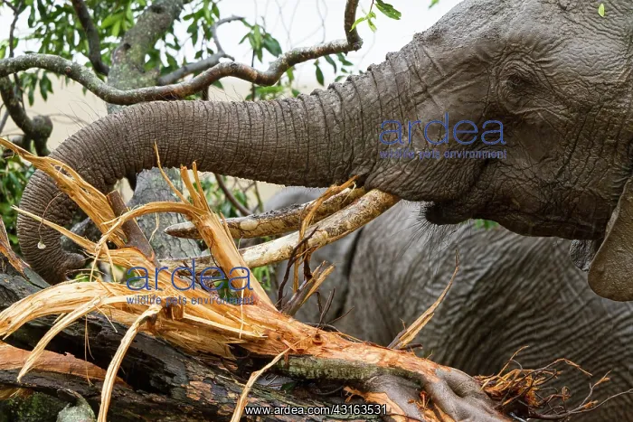 : Kenya, Masai-Mara Game Reserve, Elephant (Loxodonta : Kenya, Masai-Mara Game Reserve, Elephant (Loxodonta