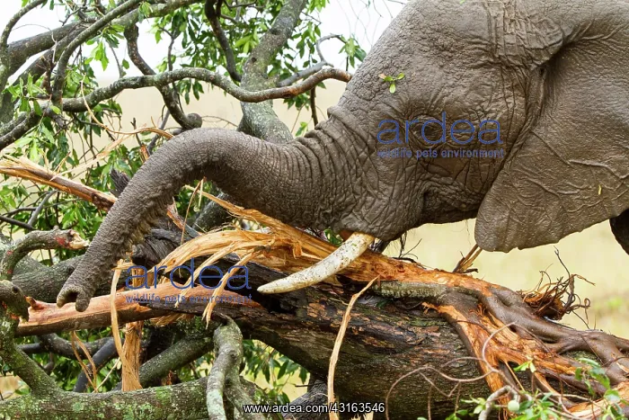 : Kenya, Masai-Mara Game Reserve, Elephant (Loxodonta : Kenya, Masai-Mara Game Reserve, Elephant (Loxodonta
