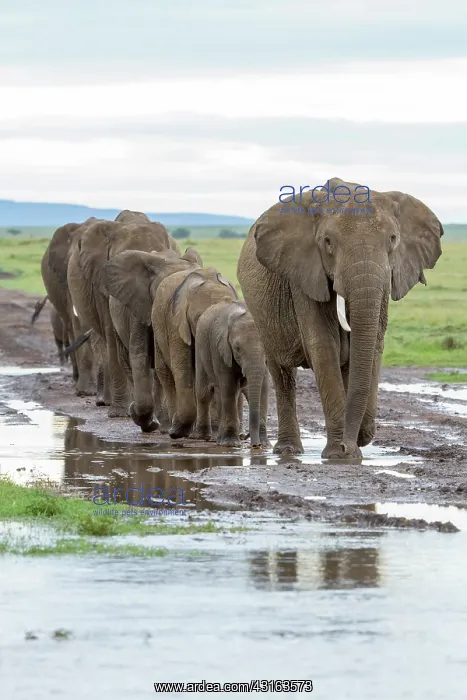 : Kenya, Masai-Mara Game Reserve, Elephant (Loxodonta : Kenya, Masai-Mara Game Reserve, Elephant (Loxodonta