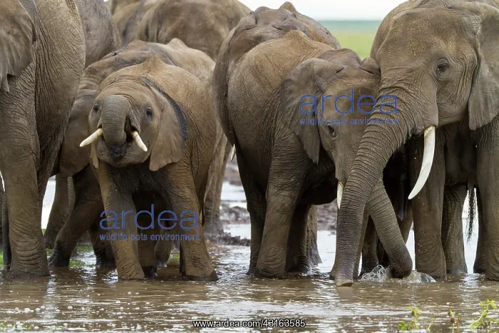 : Kenya, Masai-Mara Game Reserve, Elephant (Loxodonta : Kenya, Masai-Mara Game Reserve, Elephant (Loxodonta