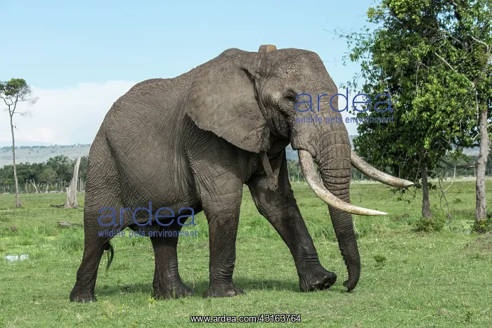  : Kenya, Masai-Mara Game Reserve, Musiara marsh, Elephant