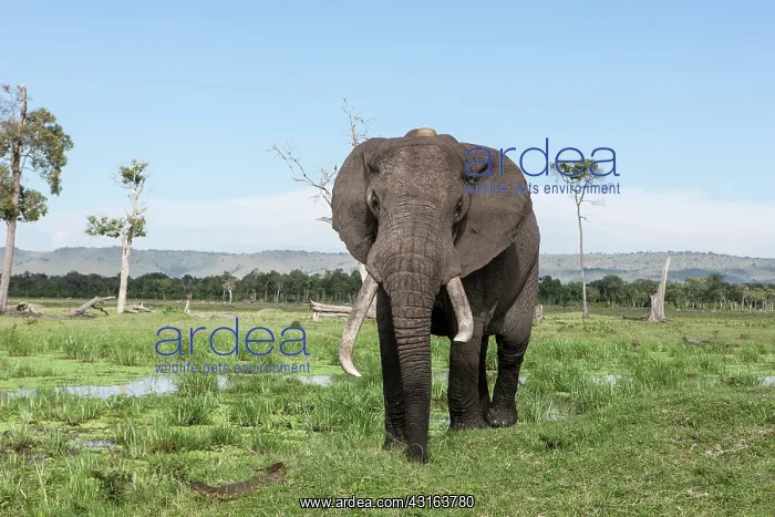  : Kenya, Masai-Mara Game Reserve, Musiara marsh, Elephant