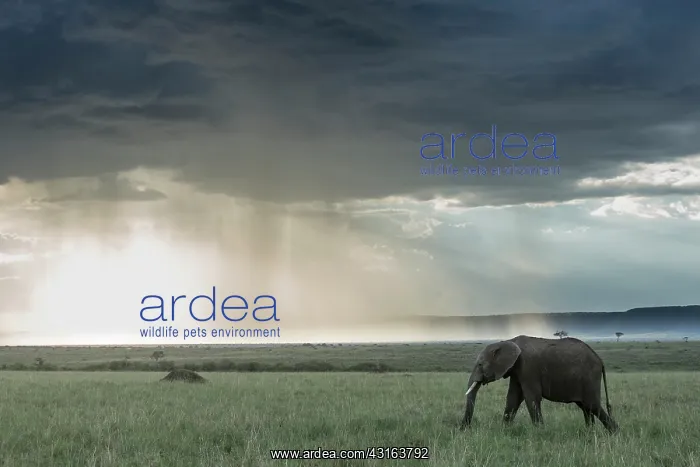  : Kenya, Masai-Mara Game Reserve, Elephant (Loxodonta
