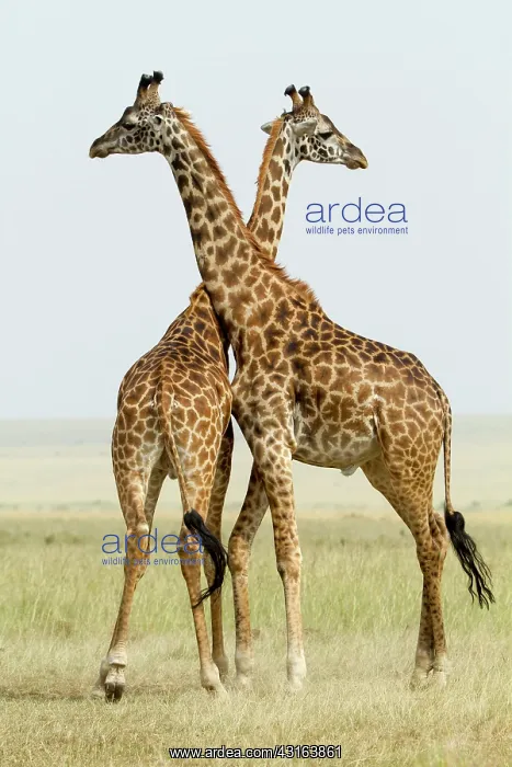 : Kenya, Masai-Mara Game Reserve, Girafe masai (Giraffa : Kenya, Masai-Mara Game Reserve, Girafe masai (Giraffa