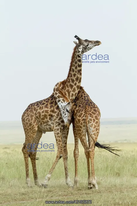 : Kenya, Masai-Mara Game Reserve, Girafe masai (Giraffa : Kenya, Masai-Mara Game Reserve, Girafe masai (Giraffa