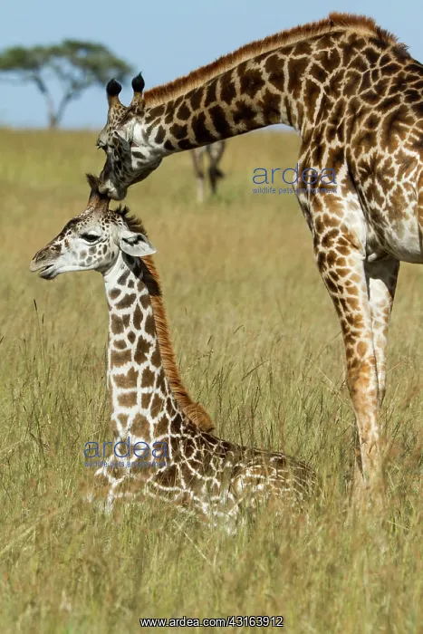 : Kenya, Masai-Mara Game Reserve, Girafe masai (Giraffa : Kenya, Masai-Mara Game Reserve, Girafe masai (Giraffa