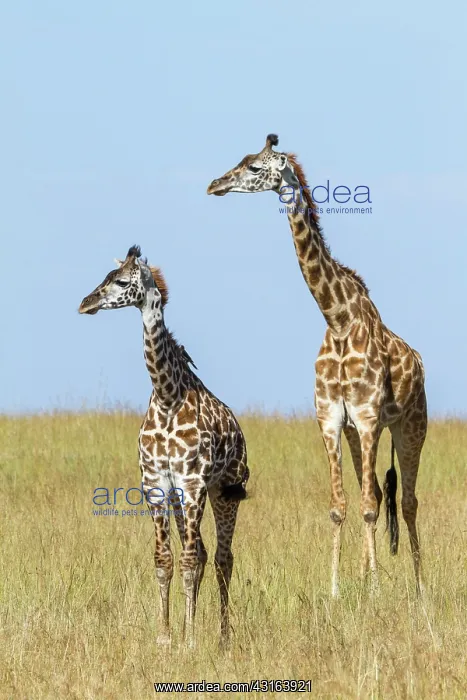 : Kenya, Masai-Mara Game Reserve, Girafe masai (Giraffa : Kenya, Masai-Mara Game Reserve, Girafe masai (Giraffa