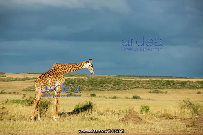 : Kenya, Masai-Mara Game Reserve, Girafe masai (Giraffa : Kenya, Masai-Mara Game Reserve, Girafe masai (Giraffa