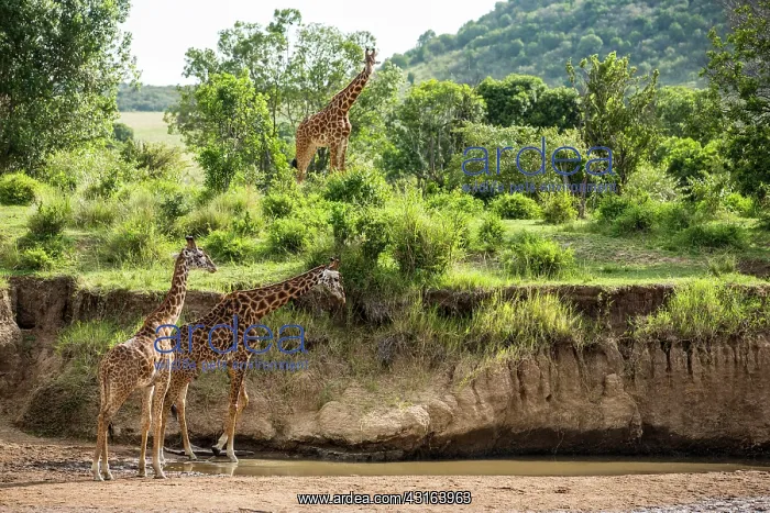 : Kenya, Masai-Mara Game Reserve, Girafe masai (Giraffa : Kenya, Masai-Mara Game Reserve, Girafe masai (Giraffa