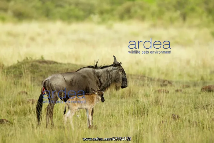 : Kenya, Masai-Mara game reserve, wildebeest (Connochaetes : Kenya, Masai-Mara game reserve, wildebeest (Connochaetes