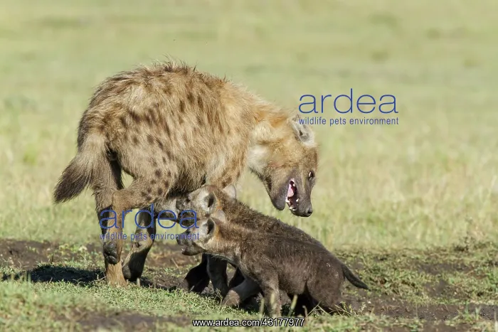  : Kenya, Masai-Mara game reserve, spotted hyena (Crocuta