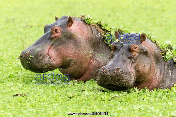 : Kenya, Masai-Mara game reserve, Hippopotamus (Hippopotamus : Kenya, Masai-Mara game reserve, Hippopotamus (Hippopotamus