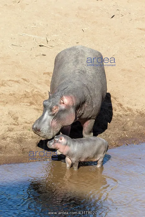 : Kenya, Masai-Mara game reserve, Hippopotamus (Hippopotamus : Kenya, Masai-Mara game reserve, Hippopotamus (Hippopotamus