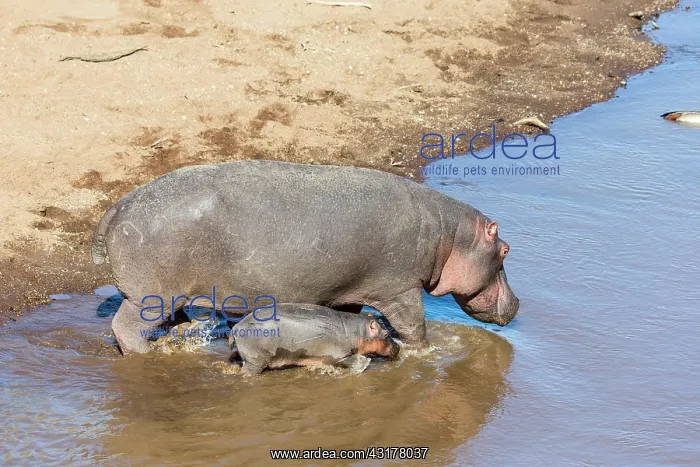 : Kenya, Masai-Mara game reserve, Hippopotamus (Hippopotamus : Kenya, Masai-Mara game reserve, Hippopotamus (Hippopotamus