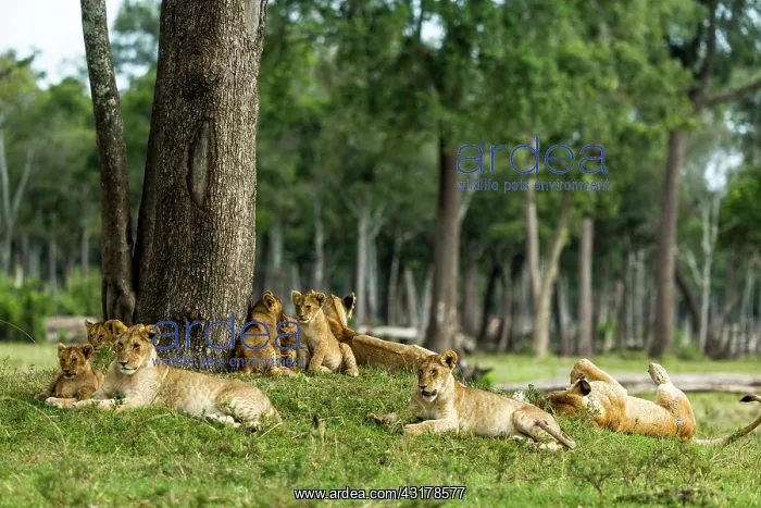 : Kenya, Masai-Mara game reserve, Musiara marsh, lion : Kenya, Masai-Mara game reserve, Musiara marsh, lion