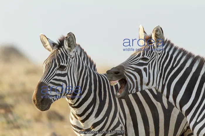 : Kenya, Masai-Mara game reserve, Grant's zebra (Equus : Kenya, Masai-Mara game reserve, Grant's zebra (Equus