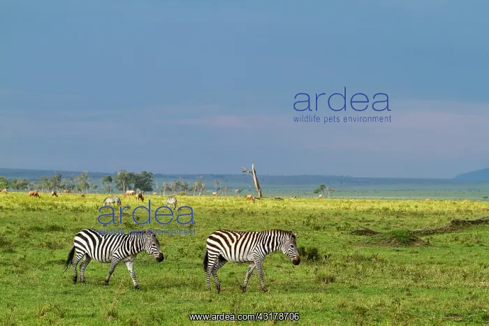 : Kenya, Masai-Mara game reserve, Grant's zebra (Equus : Kenya, Masai-Mara game reserve, Grant's zebra (Equus