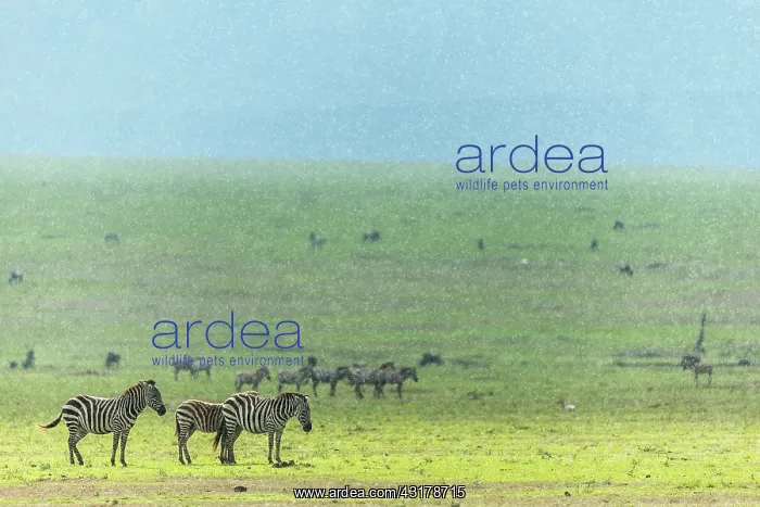  : Kenya, Masai-Mara game reserve, Grant's zebra (Equus
