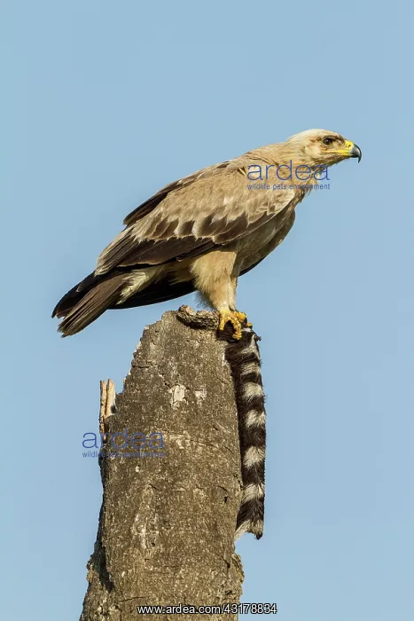 : Kenya, Masai-Mara game reserve, tawny eagle (Aquila : Kenya, Masai-Mara game reserve, tawny eagle (Aquila