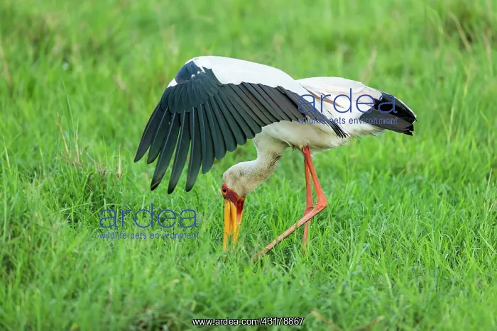 : Kenya, Masai-Mara game reserve, Tantale ibis (Mycteria : Kenya, Masai-Mara game reserve, Tantale ibis (Mycteria