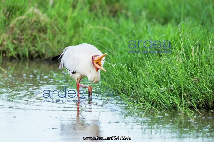 : Kenya, Masai-Mara game reserve, Tantale ibis (Mycteria : Kenya, Masai-Mara game reserve, Tantale ibis (Mycteria