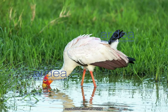 : Kenya, Masai-Mara game reserve, Tantale ibis (Mycteria : Kenya, Masai-Mara game reserve, Tantale ibis (Mycteria