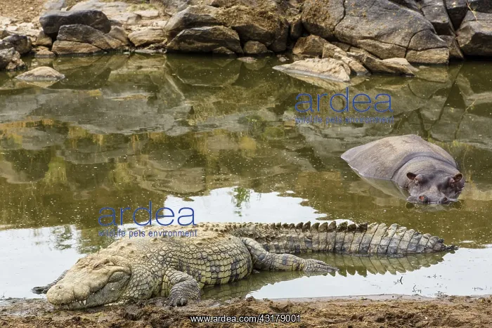 : Kenya, Masai-Mara game reserve, Nile crocodile (Crocodylus : Kenya, Masai-Mara game reserve, Nile crocodile (Crocodylus