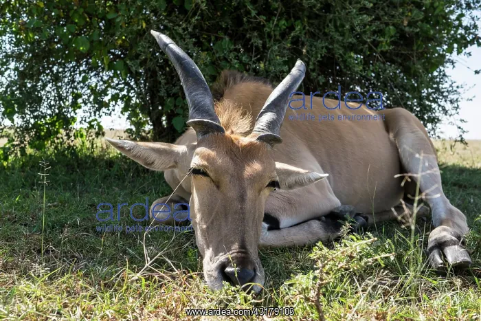 : Kenya, Masai-Mara game reserve, Cape Elan (Taurotragus : Kenya, Masai-Mara game reserve, Cape Elan (Taurotragus