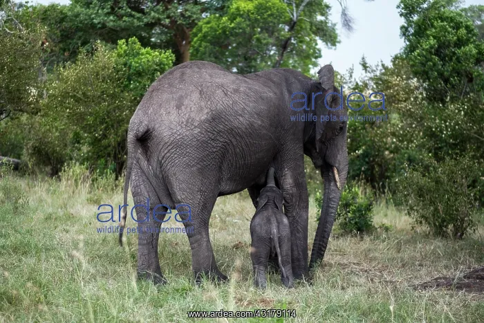 : Kenya, Masai-Mara Game Reserve, Elephant (Loxodonta : Kenya, Masai-Mara Game Reserve, Elephant (Loxodonta