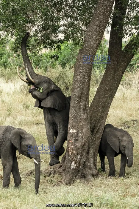 : Kenya, Masai-Mara Game Reserve, Elephant (Loxodonta : Kenya, Masai-Mara Game Reserve, Elephant (Loxodonta