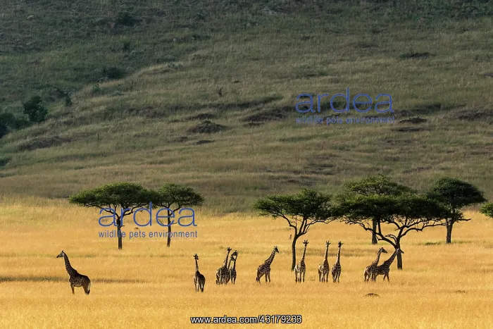 : Kenya, Masai-Mara Game Reserve, Girafe masai (Giraffa : Kenya, Masai-Mara Game Reserve, Girafe masai (Giraffa