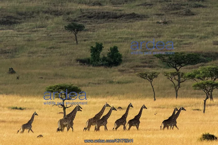 : Kenya, Masai-Mara Game Reserve, Girafe masai (Giraffa : Kenya, Masai-Mara Game Reserve, Girafe masai (Giraffa