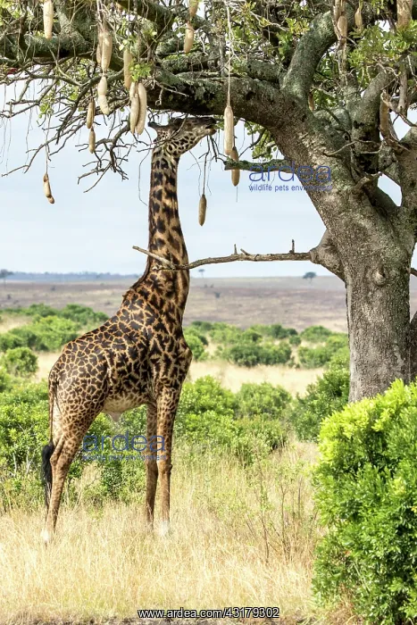 : Kenya, Masai-Mara Game Reserve, Girafe masai (Giraffa : Kenya, Masai-Mara Game Reserve, Girafe masai (Giraffa