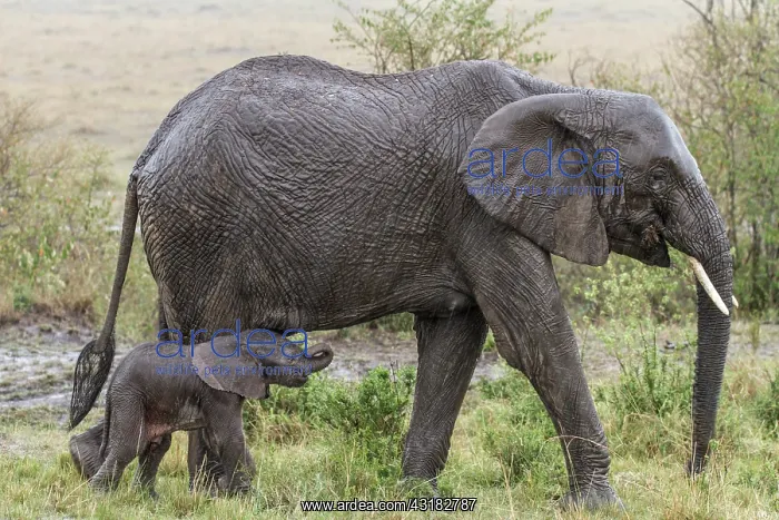  : Kenya, Masai-Mara Game Reserve, Elephant (Loxodonta