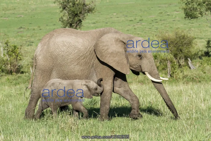: Kenya, Masai-Mara Game Reserve, Elephant (Loxodonta : Kenya, Masai-Mara Game Reserve, Elephant (Loxodonta