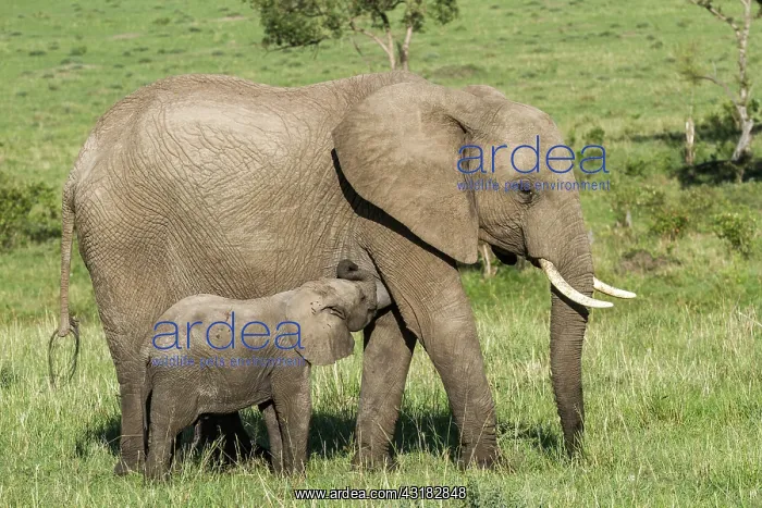 : Kenya, Masai-Mara Game Reserve, Elephant (Loxodonta : Kenya, Masai-Mara Game Reserve, Elephant (Loxodonta
