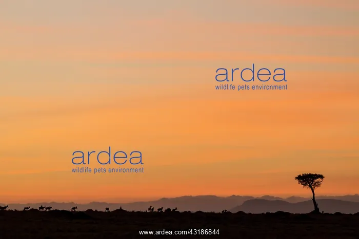 : Kenya, Masai-Mara game reserve, hartebeest(Alcephalus : Kenya, Masai-Mara game reserve, hartebeest(Alcephalus