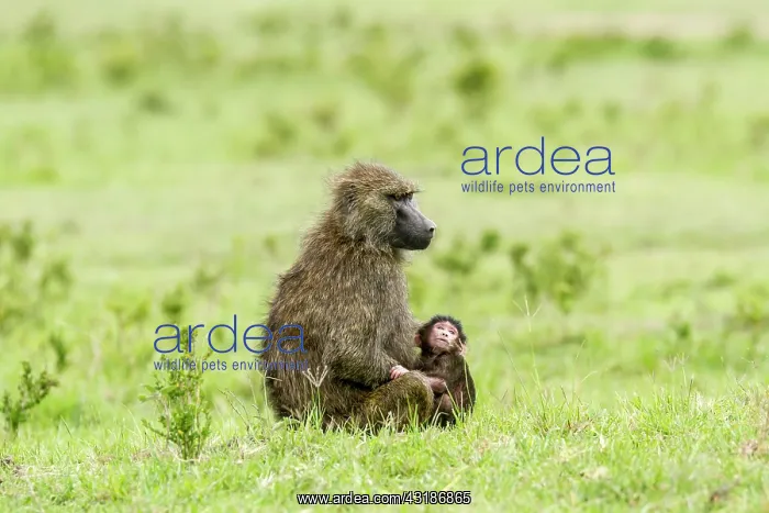 : Kenya, Masai-Mara game reserve, Olive baboon (Papio : Kenya, Masai-Mara game reserve, Olive baboon (Papio