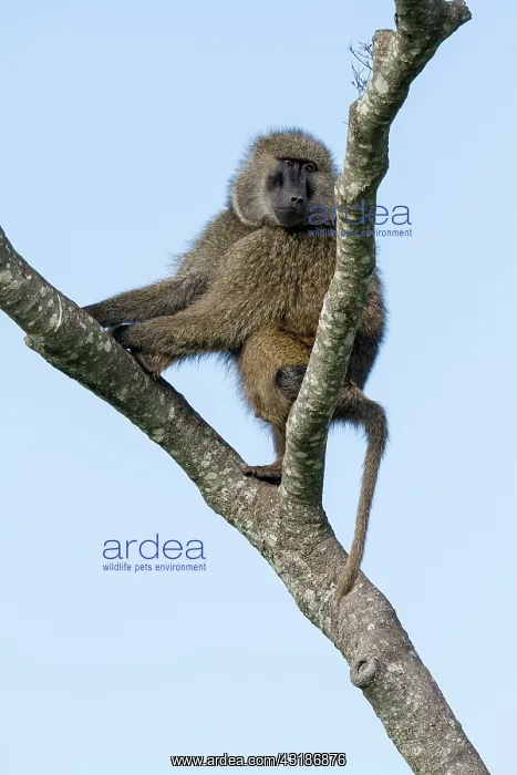 : Kenya, Masai-Mara game reserve, Olive baboon (Papio : Kenya, Masai-Mara game reserve, Olive baboon (Papio