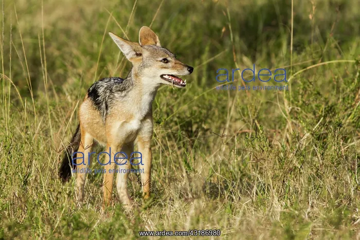 : Kenya, Masai-Mara game reserve, black-backed jackal : Kenya, Masai-Mara game reserve, black-backed jackal