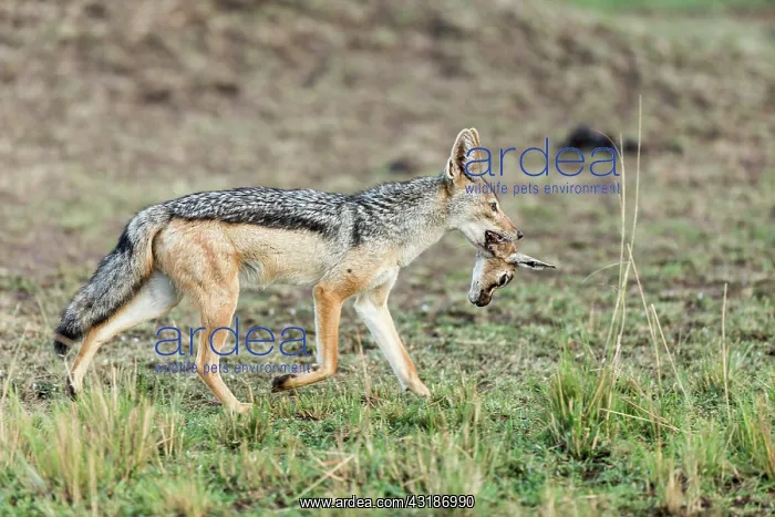 : Kenya, Masai-Mara game reserve, black-backed jackal : Kenya, Masai-Mara game reserve, black-backed jackal