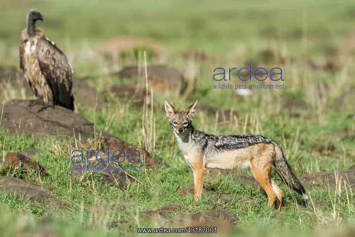 : Kenya, Masai-Mara game reserve, black-backed jackal : Kenya, Masai-Mara game reserve, black-backed jackal