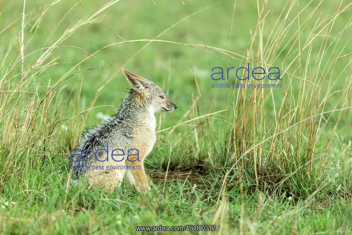 : Kenya, Masai-Mara game reserve, black-backed jackal : Kenya, Masai-Mara game reserve, black-backed jackal