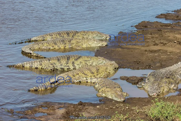 : Kenya, Masai-Mara game reserve, Nile crocodile (Crocodylus : Kenya, Masai-Mara game reserve, Nile crocodile (Crocodylus