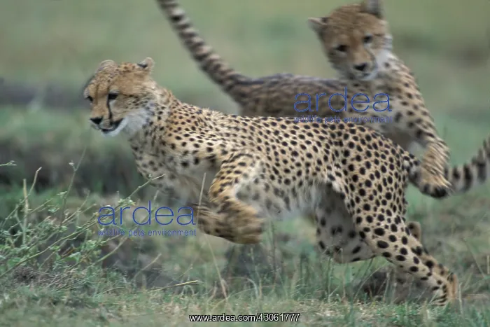 : Kenya, Masai Mara Game Reserve, Adolescent : Kenya, Masai Mara Game Reserve, Adolescent