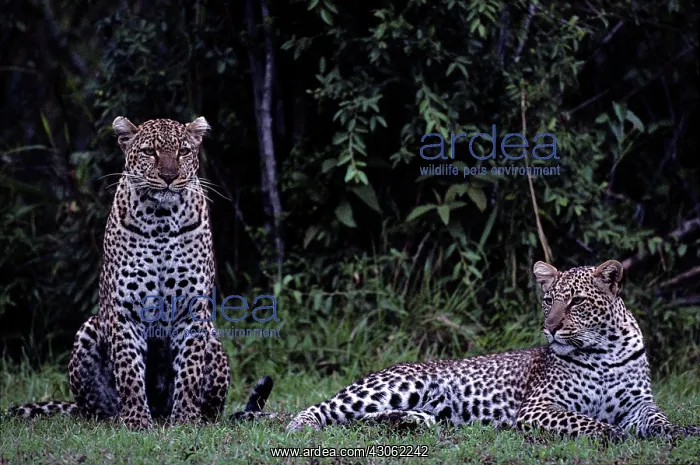 : Kenya, Masai Mara Game Reserve, Adult Female : Kenya, Masai Mara Game Reserve, Adult Female
